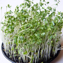 Load image into Gallery viewer, Organic Broccoli Sprouting Seeds (4 ounces)