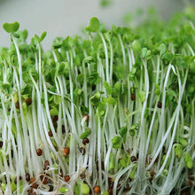 Load image into Gallery viewer, Organic Broccoli Sprouting Seeds (4 ounces)