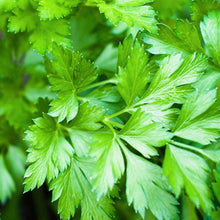 Load image into Gallery viewer, Organic Plain or Single Parsley Herb Seeds (500mg)